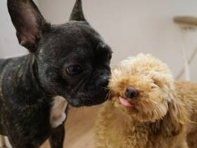 トリマーの顔に「もう来ないでください」　嚙んで暴れていたトイプーがウトウトできた