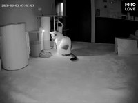 自動給餌器のお皿を見つめるゆき丸くん（画像提供：とらまるらんまるさん）