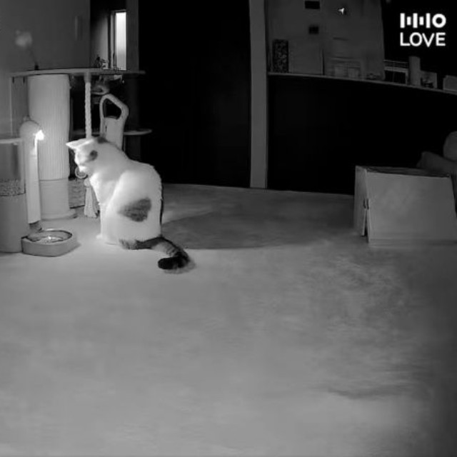 自動給餌器のお皿を見つめるゆき丸くん（画像提供：とらまるらんまるさん）