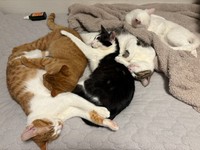 どの子が犯猫でも許してしまいそう