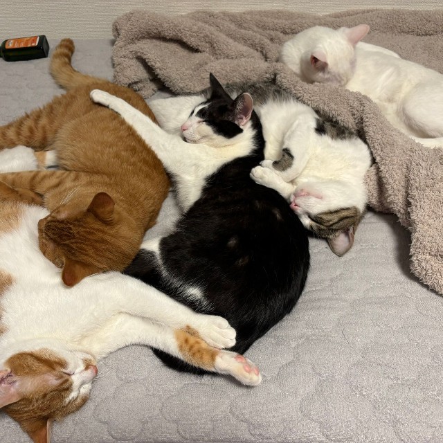 どの子が犯猫でも許してしまいそう