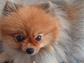 大好きなガムをかんでリラックス　ポメラニアンの「マリー」