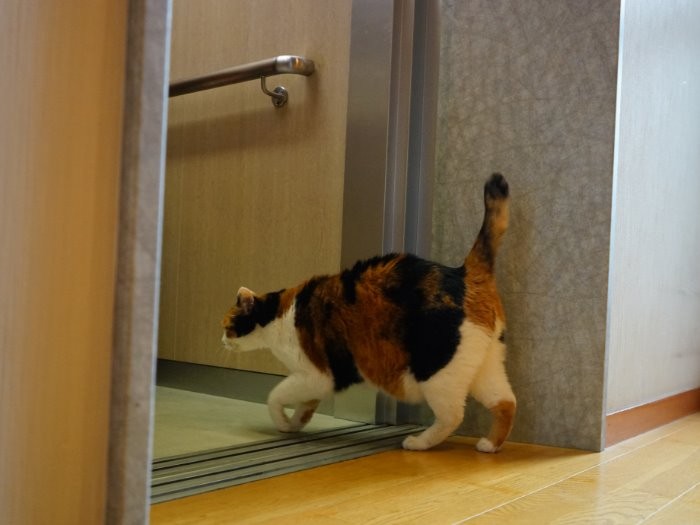 先に降りてるわね