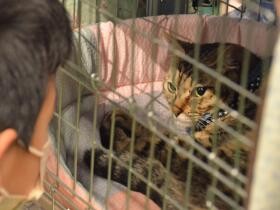 保護犬猫418匹が参加、国内最大級の譲渡会が終了　「出会いの場に感謝」　