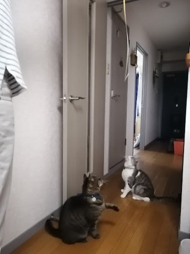 廊下で一緒にじゃらされ中。そろって興味津々（信之さん提供）