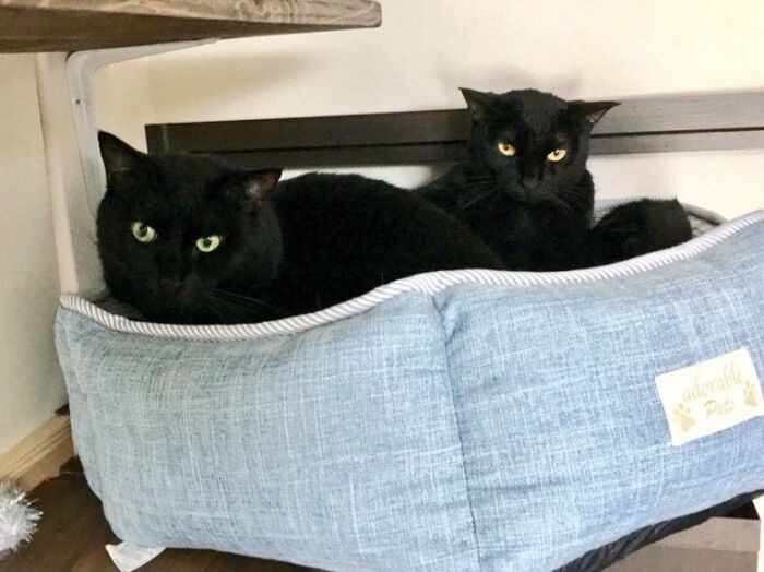 猫ベッドにも仲良くすっぽり（あいみさん提供）