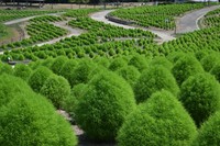 丸いフォルムとライムグリーンが魅力！　国営讃岐まんのう公園で「夏のコキア」が見頃　香川・まんのう町