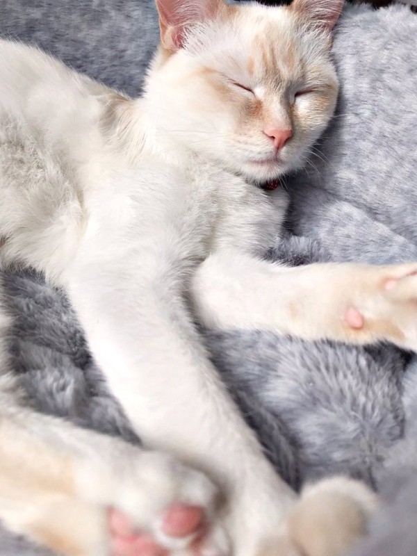 2019年3月、すやすや眠るひなたちゃん（画像提供：hinataさん）