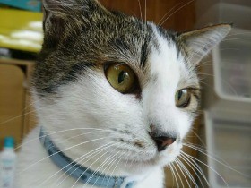 けがの大手術を乗り越えて元気いっぱい　保護猫の「陽（ひな）」