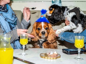 犬用料理はレストランの新たな収入源　愛犬も美食ざんまいの時代がやってきた