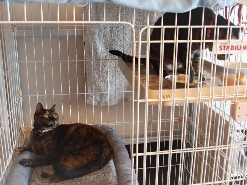 まりー用のケージハウスに入って、まりーのご飯を食べるさくら