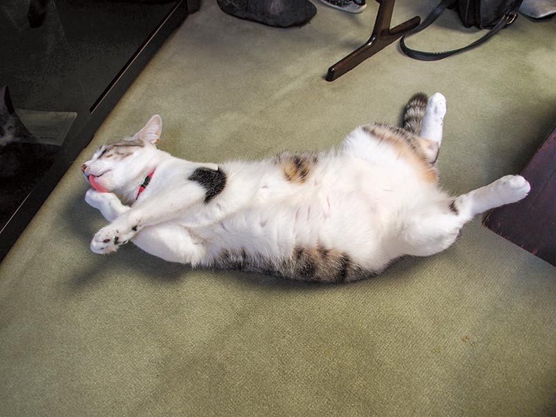 やんちゃ、ひと休み