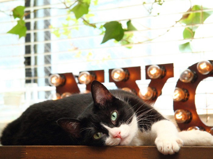 姫路に来たらきっと会いにきてね！