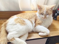 窓辺でまったりするカランちゃん（画像提供：かもぴさん）