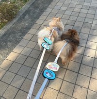 「誰かになでられたい犬」がメッセージワッペンをつけて散歩をすると……（画像提供：ミルモとポン！さん）