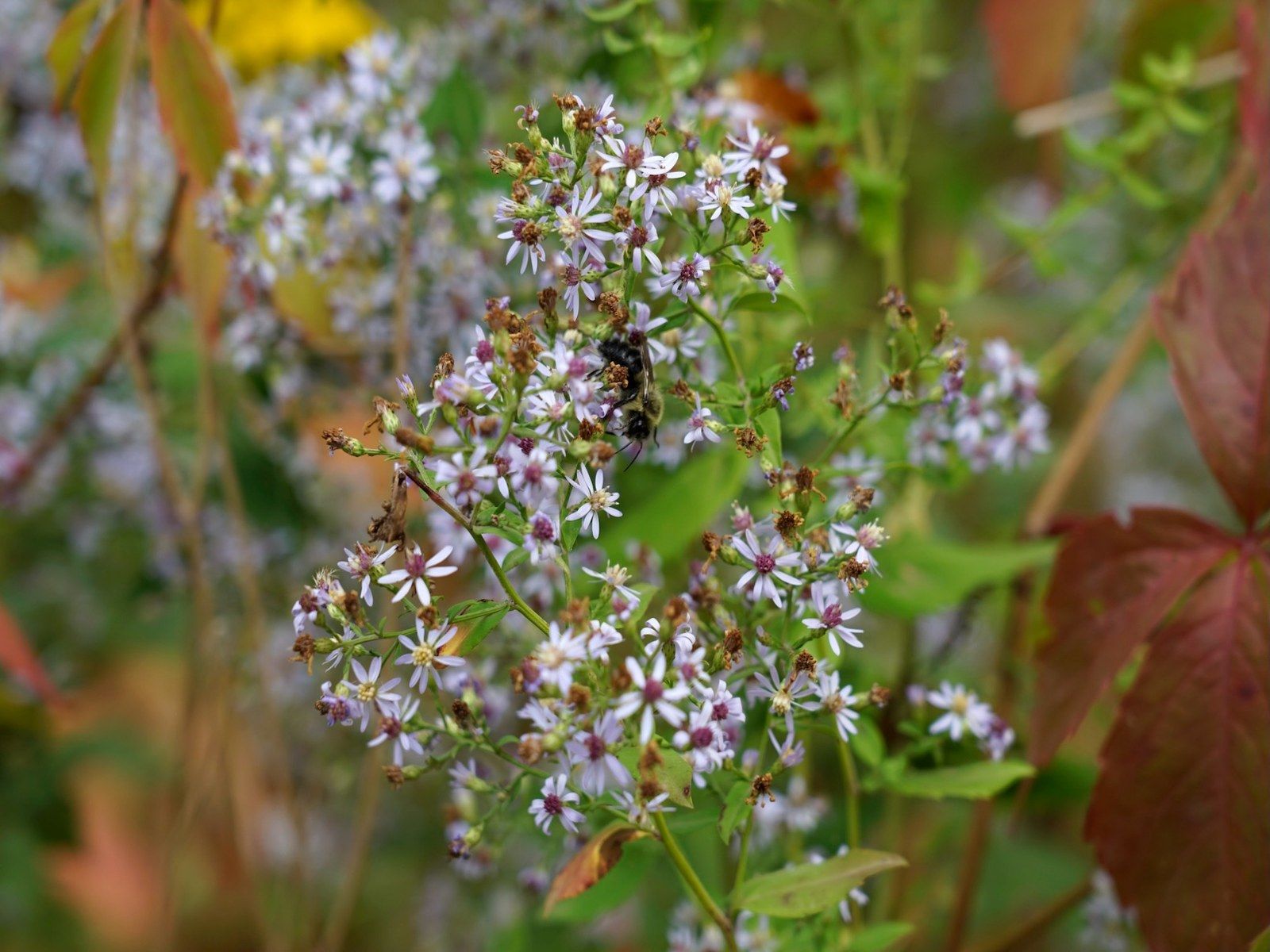 プリンス・エドワード島で「あの少女」と体験するパラレル・ワールド