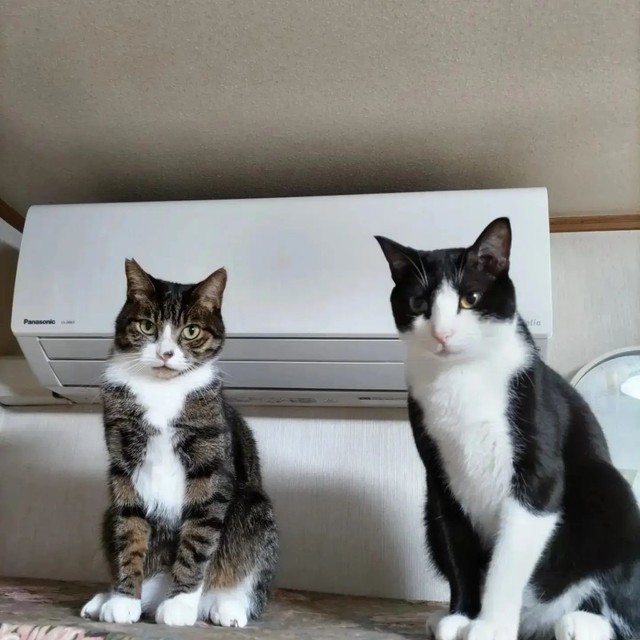 性格は真逆だが、一緒に写真に収まれるようになった。