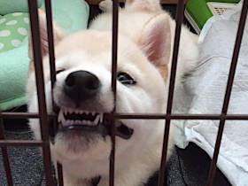 家族をガブガブ噛みまくる子犬、犬まみれ合宿で変われるか!?