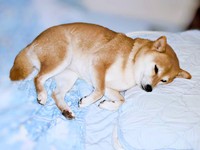 枕をつかってベッドで眠るすずちゃん（画像提供：入間川いぬ散歩会さん）