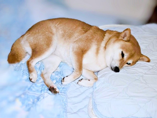 枕をつかってベッドで眠るすずちゃん（画像提供：入間川いぬ散歩会さん）