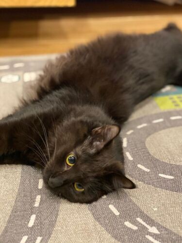 クリクリの目が可愛い