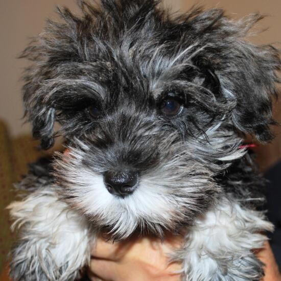 家にきたころの「ビアド」

