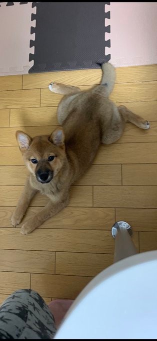 生後4か月ごろの「お嬢」ちゃん。この頃から後ろ脚を床にペタンとつけてこちらの話を聞いています（胡麻毛の柴犬｢お嬢」さんTwitterより）