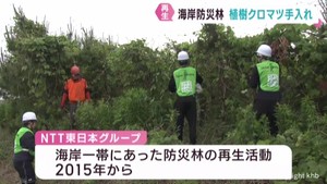 震災の津波で被災した海岸防災林を再生　植樹したクロマツを手入れ　宮城・東松島市