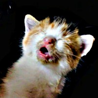 保護した日の夜、鼻が詰まって口呼吸しながら眠ったサラちゃん（画像提供：にゃさん）