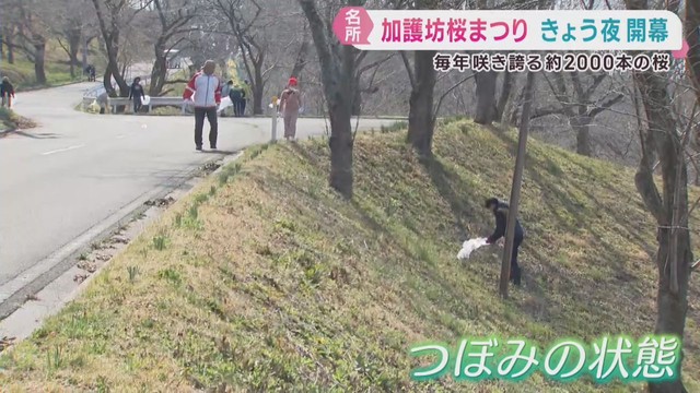 加護坊桜まつり３日夜開幕　地域住民が清掃活動　宮城・大崎市