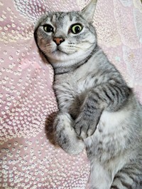 ゴロンと寝そべってくつろぐしまちゃん（画像提供：ふみさん）