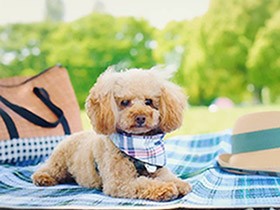 週末は家族みんなでピクニック！　トイプードルの「アロ」