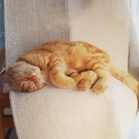 気持ちよさそうに寝ている姿に癒される