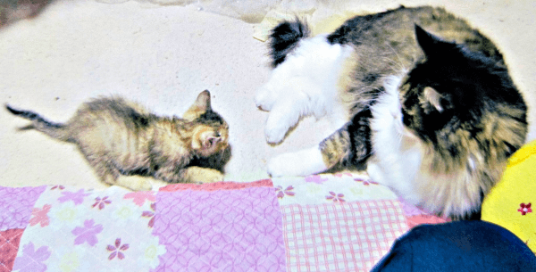 保護当時、先住猫・虎徹くんに見守られる綾月ちゃん（画像提供：彩月＆萌花にゃんさん）