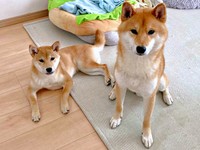 仲良くくつろぐ（左から）妹・ななちゃん、兄・ふぅくん（画像提供：なつポょさん）