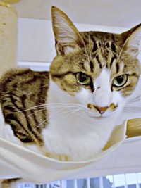 ハンモックに入ってくつろぐそぼろくん（画像提供：おかかとそぼろの成長記録さん）