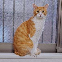 凛々しいイケニャンへと成長した茶々くん（画像提供：茶々のちニャンキー時々ガブ男（猫垢）さん）