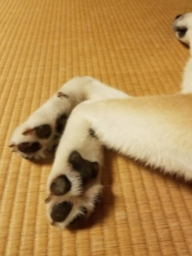 立派な肉球です