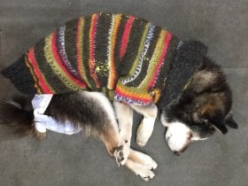 仏様のようなやさしい柴犬が認知症で雄たけびを上げる　フェルトで防音室を作った