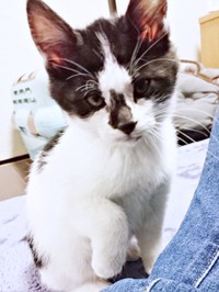 黒白ハチワレの獅子丸くん（画像提供：奥多摩ラフティング・カヌー・カヤック・SUP／コンセプトさん）