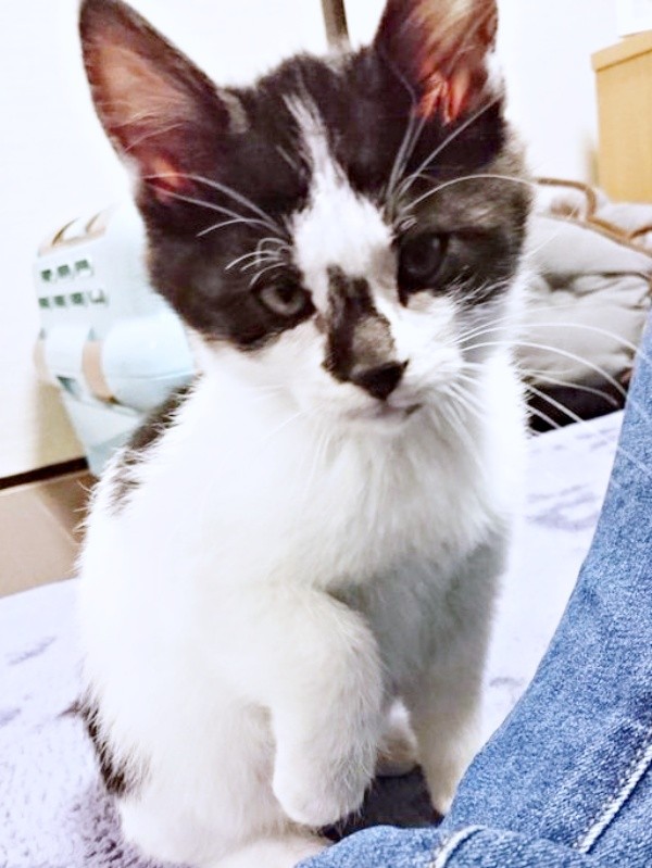 黒白ハチワレの獅子丸くん（画像提供：奥多摩ラフティング・カヌー・カヤック・SUP／コンセプトさん）