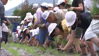 西日本豪雨で被災した田んぼで子どもたちが田植え体験　倉敷市真備町