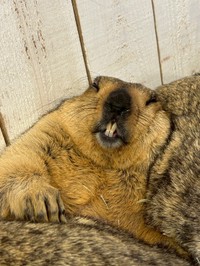 活発な性格で下の歯がすきっ歯だという「キャラメル」ちゃん（提供：マーモットカフェ「マーモット村」さん）