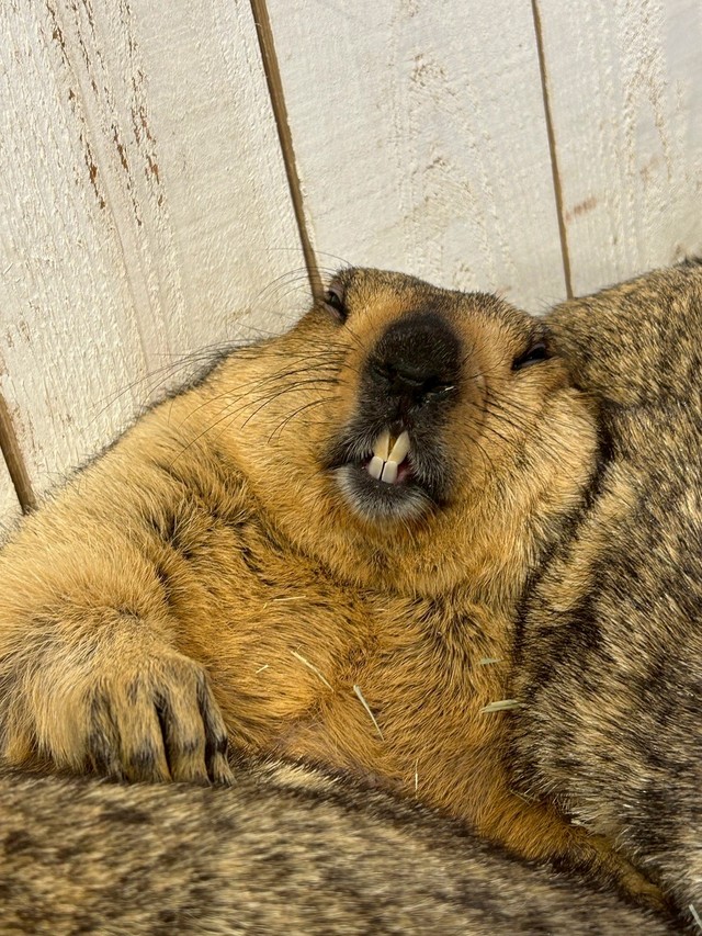 活発な性格で下の歯がすきっ歯だという「キャラメル」ちゃん（提供：マーモットカフェ「マーモット村」さん）