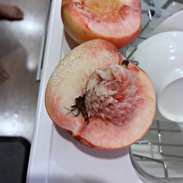 桃を切ると…種のそばにあった茶色いもの（画像提供：柚さん）