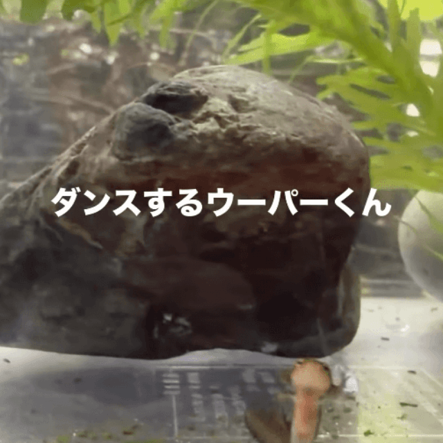 ダンスするウーパーくん　画像提供：shabazoさん