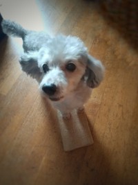 天真爛漫な犬くん（提供：松本ひで吉さん）