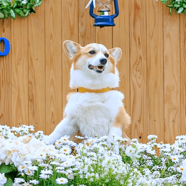 フォトスポットで笑顔を見せる神楽ちゃんに異変がーー（画像提供：コーギーの神楽さん）