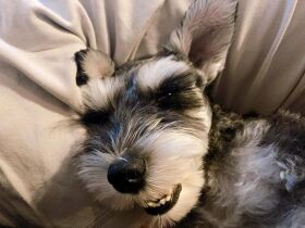 ソファに来る人と一緒にお昼寝するチャンスを狙う　ミニチュアシュナウザー「福」