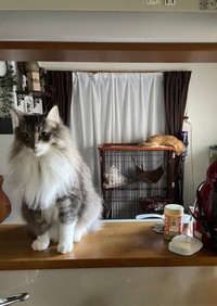 先住猫レイくん（手前左）とエマちゃん（右奥）、そして子猫ノーマンくんが家族になりました（提供写真）